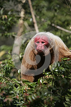 Uakari monkey, Cacajao calvus,