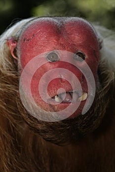 Uakari monkey, Cacajao calvus,