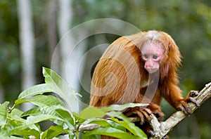 Uakaris Red Face Monkey in Peru