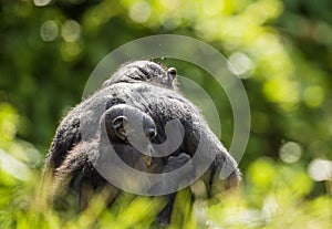 ?ub of a Bonobo on a back at Mother in natural habitat. Green natural background.