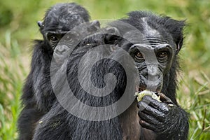 ?ub of a Bonobo on a back at Mother in natural habitat. Green natural background. The Bonobo ( Pan paniscus)