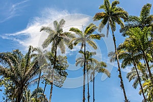 Ubatuba beach palms photo