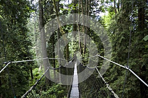 UBC botanical garden canopy walk