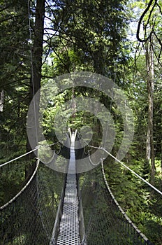 UBC botanical garden canopy walk photo