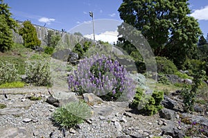 UBC botanical garden flowers blooming photo