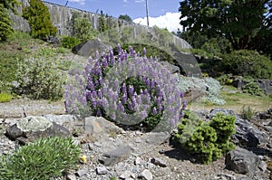 UBC Botanical Garden at the University of British Columbia