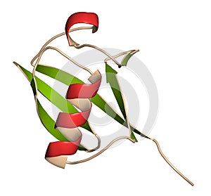 Ubiquitin protein molecule, 3D rendering. Ubiquitin is a molecular tag that indicates proteins marked for recycling. Cartoon