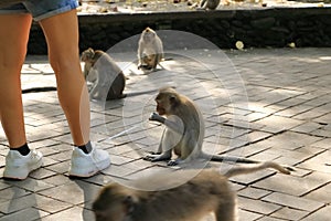 Ubud, Bali, Indonesia - January 30 2024: Tourists are taking picture of monkeys in Ubud Monkey Forest