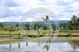 Ubud, Bali, Indonesia - January 31 2024: a Man working at green rice terrace
