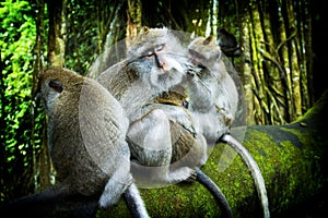 Ubud Monkey Forest 1