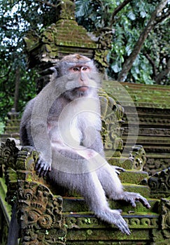 Ubud Monkey Forest - Mandala Suci Wenara Wana