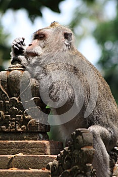 Monkey-philosopher in Ubud Monkey Forest, Bali, Indonesia photo