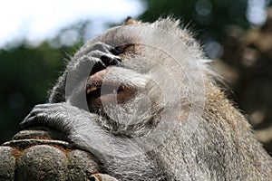 The tired monkey in Ubud Monkey Forest, Bali, Indonesia