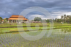 Ubud nature