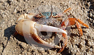 Uca crab