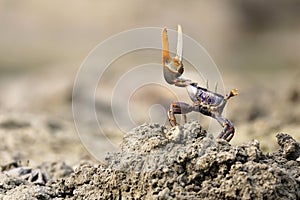 Uca tangeri crab