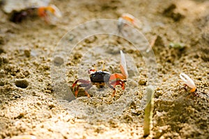 Uca vocans, Fiddler Crab walking in mangrove forest at Phuket beach