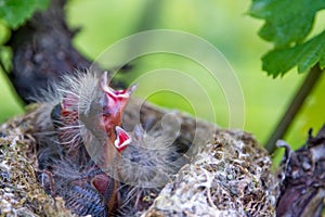 Uccelli appena nati del bambino nel nido photo