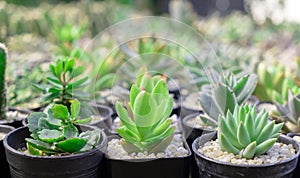 Ucculent cactus plants in a pot selective focus