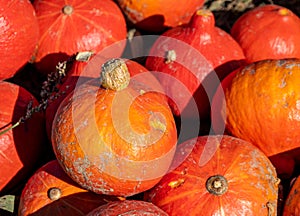Uchiki Kuri pumpkins harvest in the field photo