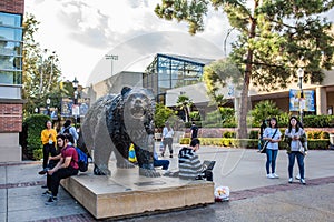 UCLA Bruin Bear