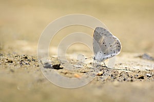 Udara dilecta little butterfly