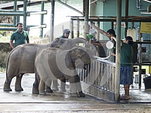 Udawalawe Elephant Transit Home, Sri Lanka
