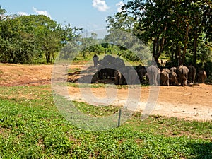 Udawalawe, Sri Lanka - March 9, 2022: Udawalawe National Park, where you can see wild animals in their natural habitat. Elephants