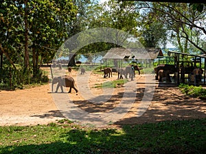 Udawalawe, Sri Lanka - March 9, 2022: Udawalawe National Park, where you can see wild animals in their natural habitat. Large and
