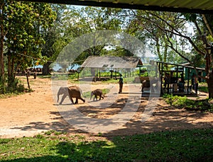 Udawalawe, Sri Lanka - March 9, 2022: Udawalawe National Park, where you can see wild animals in their natural habitat. The