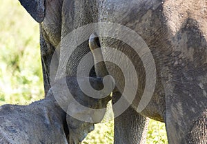 Udawalawe, Sri Lanka: National Park Asian Elephants many rehabilitated from sanctuary