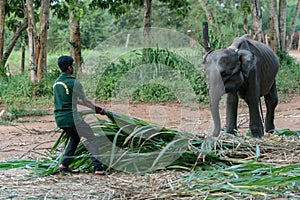 UDAWALAWE, SRI LANKA : 21 NOV 2019 : Sri Lankan elephant refugee camp.