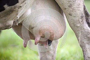 Udder of black and white cow in meadow