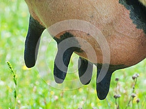 Udder of a cow with black nipples close-up. Capacity with fresh milk