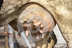 Udder and teat of a cow close up, soft pink and large mammary veins