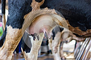 Udder of young cow female - in farm