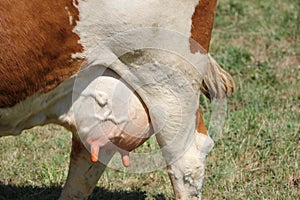 Udders of a cow