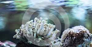 Uderwater Coral