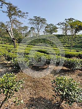 Udhabond Tea Estate Assam India photo