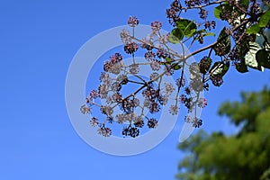 Udo ( Aralia cordata ) berries. Araliaceae perennial plants native to Japan.