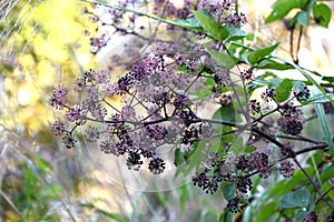 Udo ( Aralia cordata ) berries. Araliaceae perennial plants native to Japan.