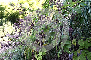Udo ( Aralia cordata ) berries. Araliaceae perennial plants native to Japan.