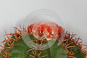 Uebelmannia cactus head