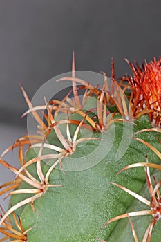Uebelmannia cactus spikes