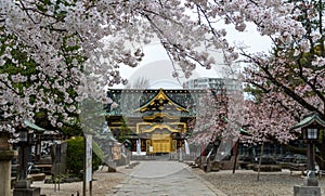 Ueno Park in Japan Tokyo Cherry blossoms