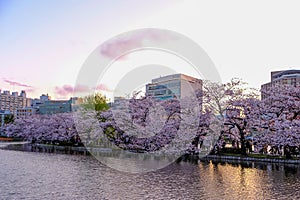 Ueno Sakura Matsuri Cherry Blossom Festival at Ueno ParkUeno Koen,Taito,Tokyo,Japan on April 7,2017:Cherry trees along Shinoba