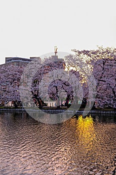 Ueno Sakura Matsuri Cherry Blossom Festival at Ueno ParkUeno Koen,Taito,Tokyo,Japan on April 7,2017:Cherry trees along Shinoba