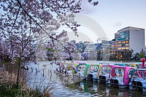 Ueno Sakura Matsuri Cherry Blossom Festival at Ueno ParkUeno Koen,Taito,Tokyo,Japan on April 7,2017:Water bikes and cherry tre