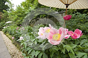 Ueno Toshogu Peony Garden