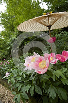 Ueno Toshogu Peony Garden